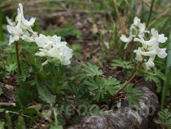 Corydalis malkensis - �������� ��������