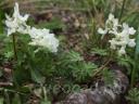 Corydalis malkensis - �������� ��������