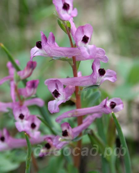 Corydalis Paczoskii - �������� ���������