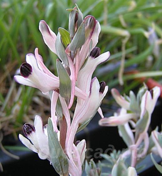 Corydalis Ruksansii - �������� Ruksansii