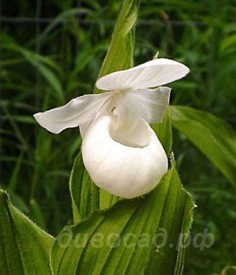 ����������� (reginae) ����������� 'alba'