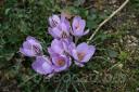 Crocus Corsicus - ������ ��� ������ ������������ 
