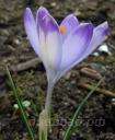 Crocus 'Shock Wave' - ������ 'Shock Wave' 
