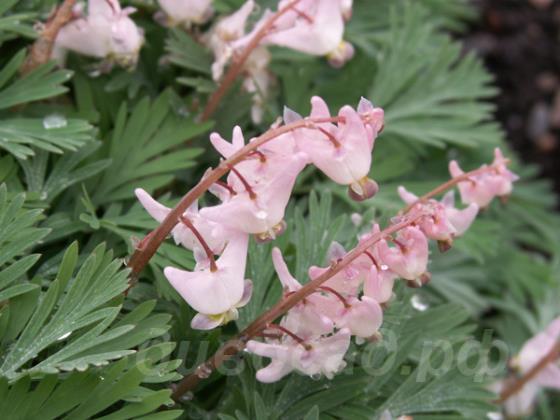 Dicentra cucullaria Pink Punk - �������� �����������  Pink Punk 