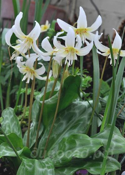 Erythronium californicum - ������ ��������������