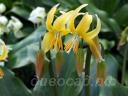 Erythronium Joanna - ������ Joanna