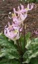 Erythronium Kinfauns Pink - ������ Kinfauns Pink 