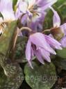 Erythronium Lilac Wonder - ���������� ������� ���, ��� ����������� Lilac Wonder 