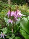 Erythronium Revolutum - ������ ����������