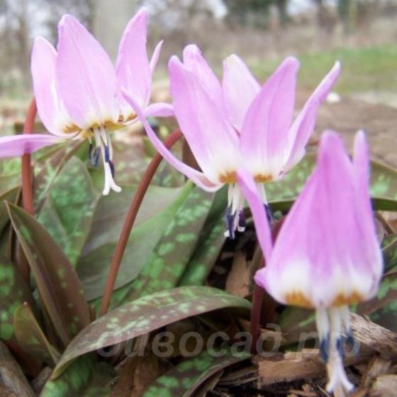 Erythronium Rose Queen - ���������� ������� ���, ��� ����������� Rose Queen 