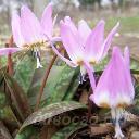 Erythronium Rose Queen - ���������� ������� ���, ��� ����������� Rose Queen 