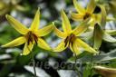 Erythronium umbilicatum - ������ �����������