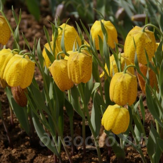 Fritillaria aurea - ������ ����������