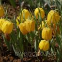 Fritillaria aurea - ������ ����������