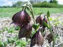 Fritillaria biflora - ������ �������������  