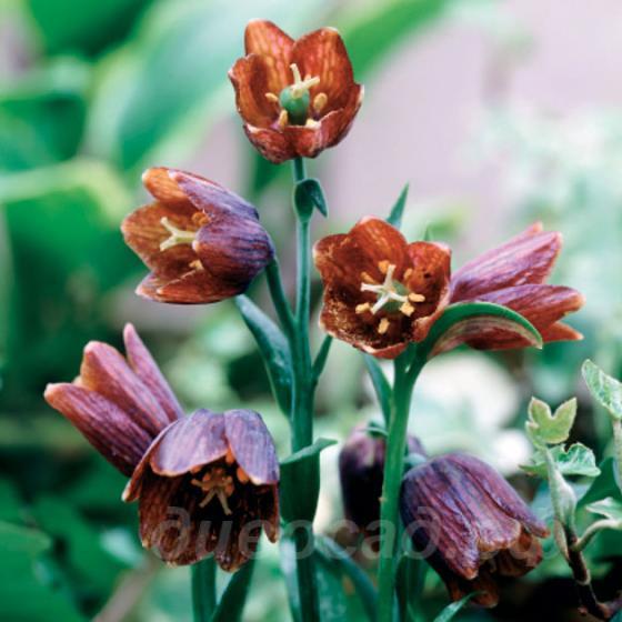 Fritillaria davisii - ������ ������