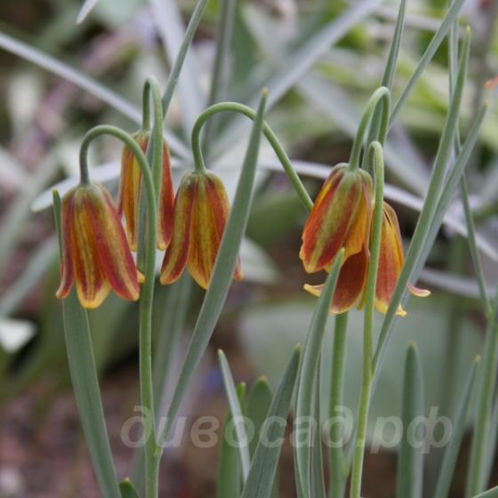 Fritillaria drenovskyi  - ������ ����������� 