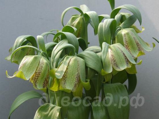 Fritillaria Kotschyana - ������ ���� 
