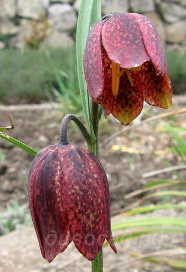 Fritillaria Montana - ������ ������