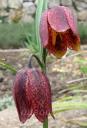 Fritillaria Montana - ������ ������