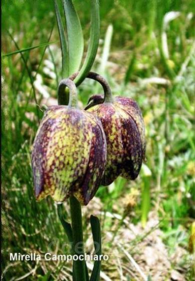 Fritillaria orientalis - ������ ���������