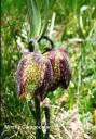 Fritillaria orientalis - ������ ���������