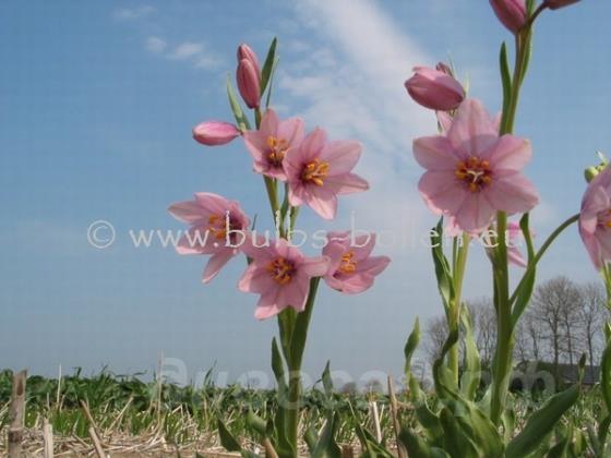 Fritillaria pluriflora - ������ ��������������