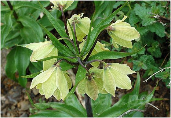 Fritillaria Raddeana - ������ �����