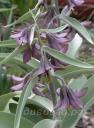 Fritillaria sewerzowii - ������ ���������