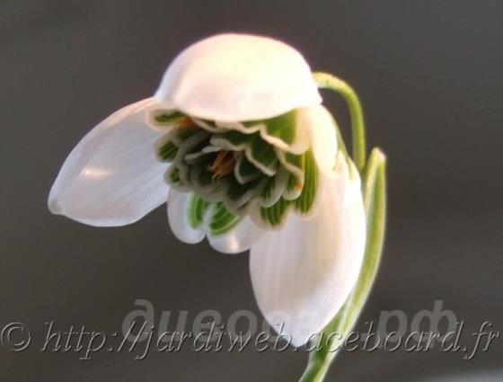 Galanthus Dionysus - ���������� 'Dionysus' 