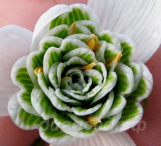 Galanthus hippolyta - ���������� hippolyta