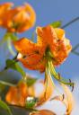 Lilium   Henryi - ����� �����
