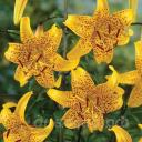 Lilium   Leichtlinii - ����� ��������� 