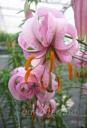 Lilium  cernuum - ����� ����������