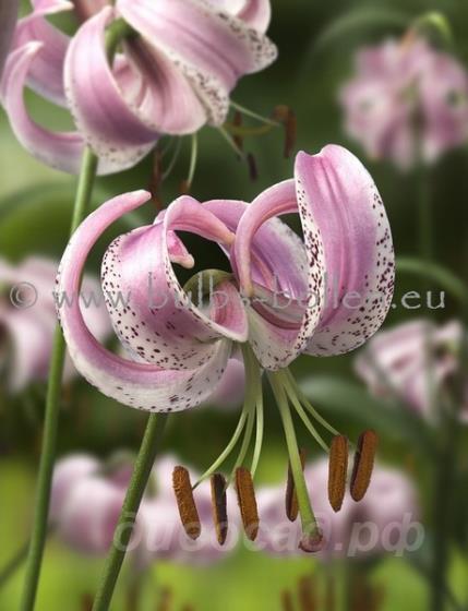 Lilium lankongense - ����� ����������� 