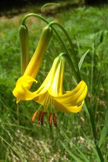 Lilium Parryi - ����� ����� 