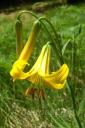 Lilium Parryi - ����� ����� 
