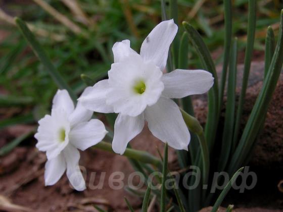 Narcis   Watieri - �������