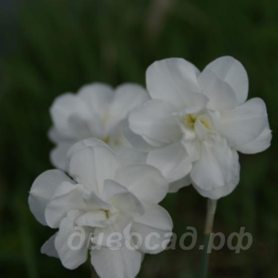 Narcis Daphne - ������� Daphne