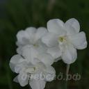 Narcis Daphne - ������� Daphne