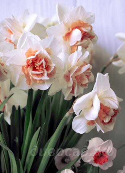 Narcis Pink Paradise - ������� '���� ��������' 