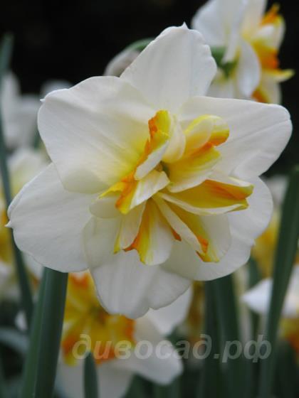 Narcis Sorbet - ������� "������"