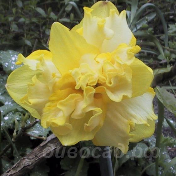 Narcis 'Sprinter' - ������� "��������"