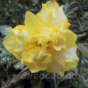 Narcis 'Sprinter' - ������� "��������"