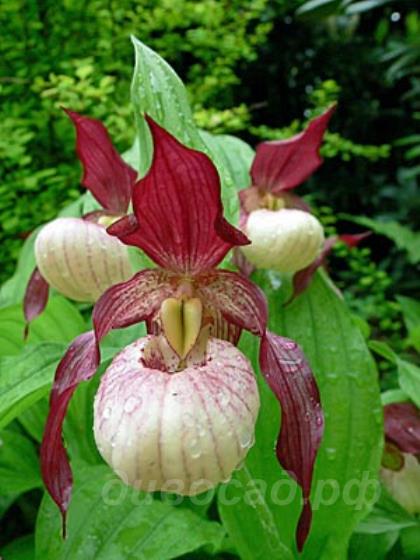 ����������� (cypripedium) �Gisela� 