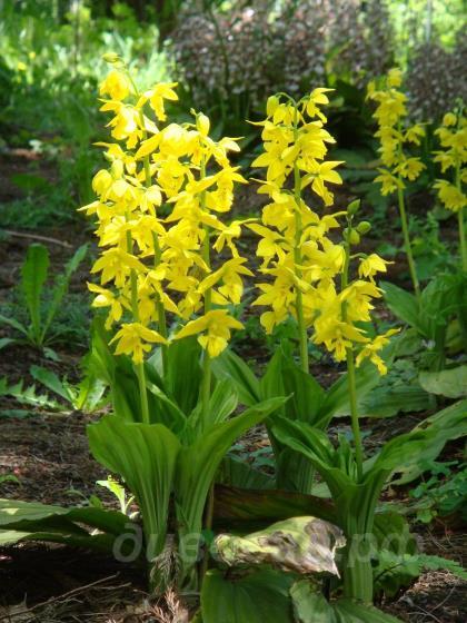 ������� �������� - Calanthe sieboldii 