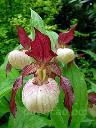����������� (cypripedium) �Gisela� 