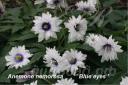 ��������� ��������� Blue Eyes � Anemone nemorosa Blue Eyes 