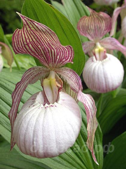 ����������� (cypripedium) �Sabine� Frosch