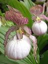 ����������� (cypripedium) �Sabine� Frosch